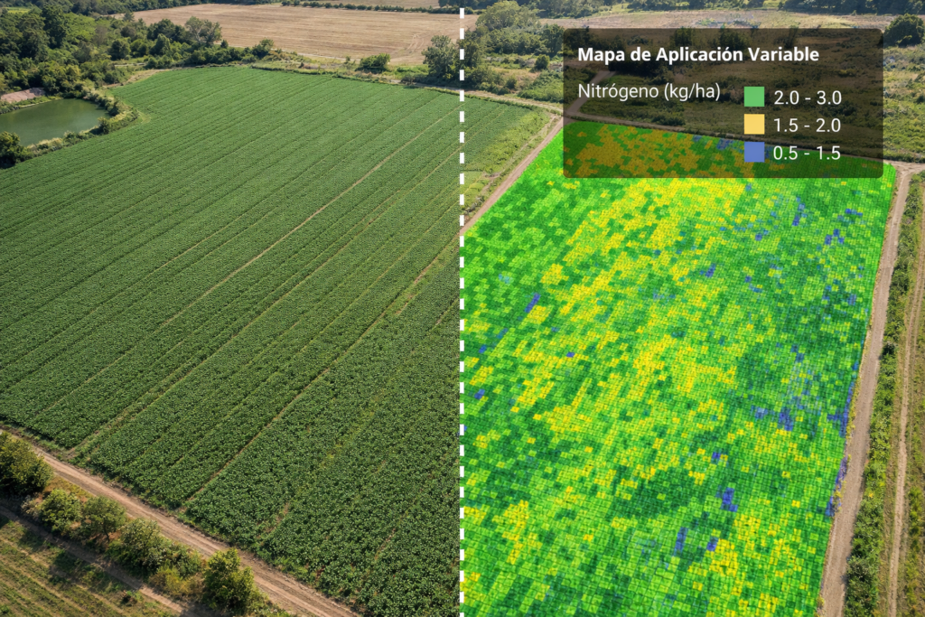 Home campo analisis